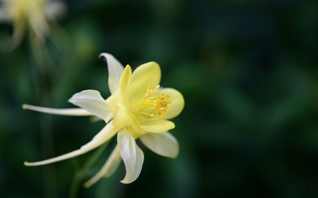 Neuer Termin für Mercedes Cabrio-Treffen