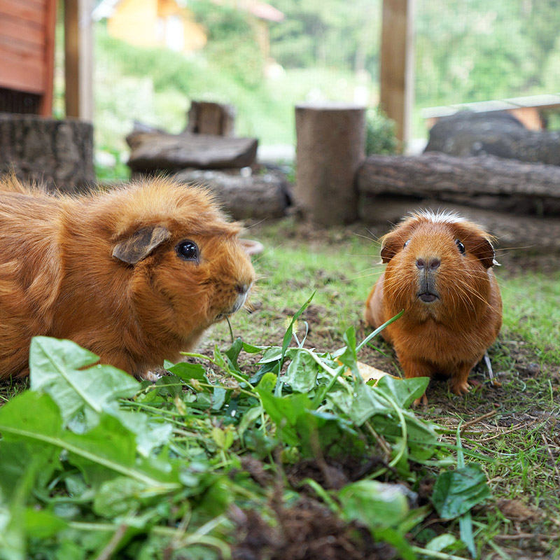Ebnerbichl-Meerschweinchen