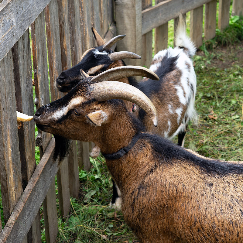 Ziegen-fuettern-Ebnerbichl
