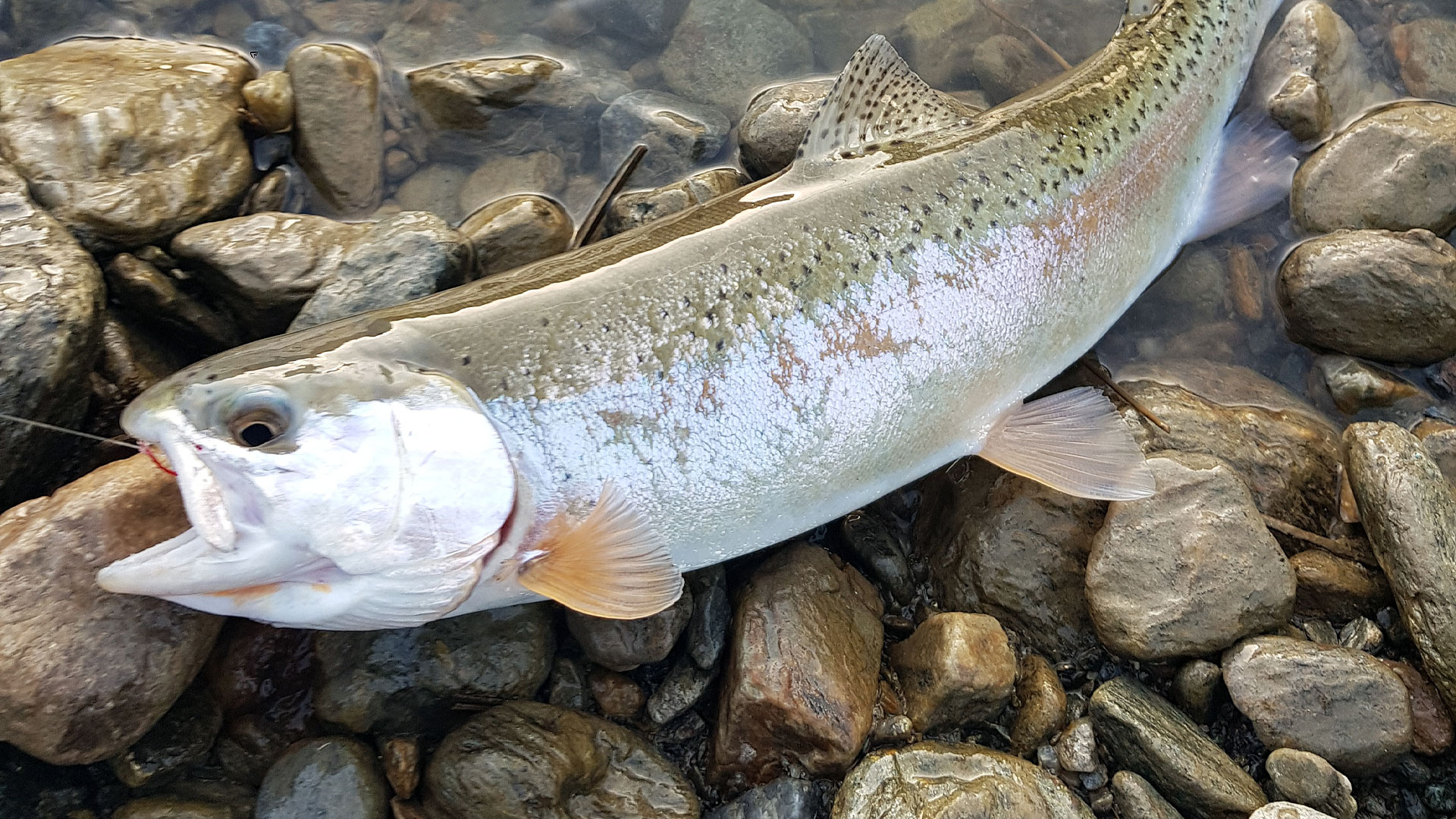 aktivitaeten-angeln-fischen-drau